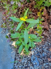 Erysimum cheiranthoides