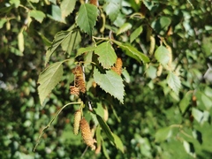 Betulaceae