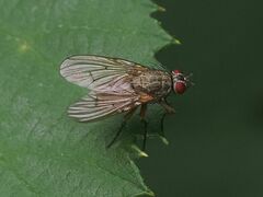 Helina