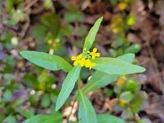 Erysimum cheiranthoides