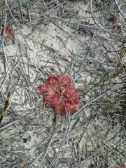 Drosera trinervia