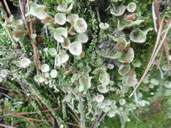 Cladonia