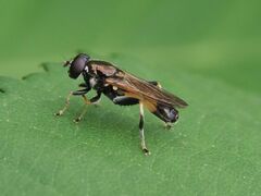 Xylota segnis