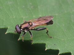 Xylota segnis