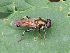 Xylota segnis
