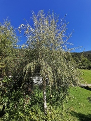 Betulaceae