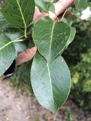 Pyrus communis