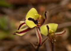 Caladenia roei