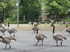 Branta canadensis