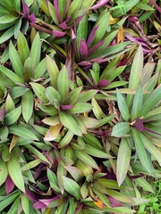 Tradescantia spathacea