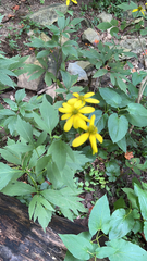 Rudbeckia laciniata