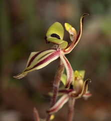 Caladenia roei