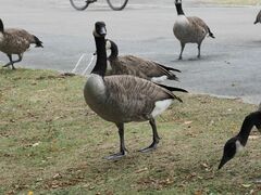 Branta canadensis