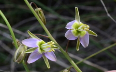 Heliophila cornuta squamata