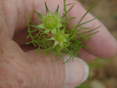 Cosmos parviflorus