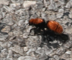Dasymutilla calorata