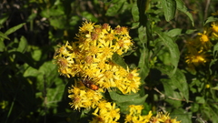 Solidago virgaurea