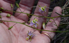 Heliophila cornuta squamata