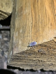 Cyrtepistomus castaneus