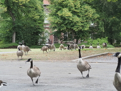 Branta canadensis