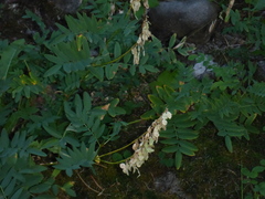 Hedysarum sulphurescens