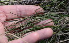 Heliophila cornuta squamata