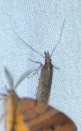 Palmerworm Moth and Allies photo 6