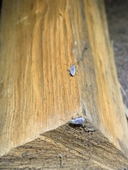 Cyrtepistomus castaneus