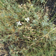 Cerastium tomentosum