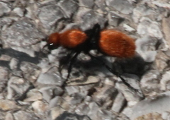 Dasymutilla calorata