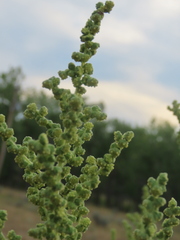Cyclachaena xanthiifolia