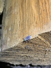 Cyrtepistomus castaneus