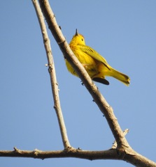 Setophaga petechia petechia