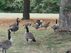 Branta canadensis