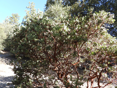 Arctostaphylos pringlei drupacea