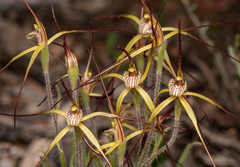 Caladenia xantha