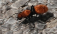 Dasymutilla calorata