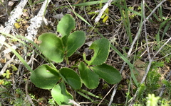 Knowltonia vesicatoria