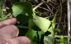 Knowltonia vesicatoria