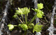 Knowltonia vesicatoria