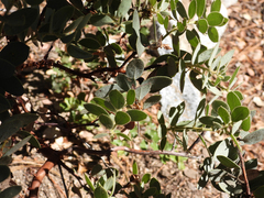 Arctostaphylos pringlei drupacea