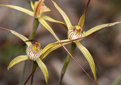 Caladenia xantha