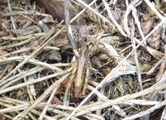 Chorthippus apricarius