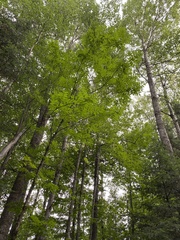 Fraxinus nigra