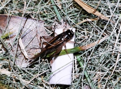 Svercacheta siamensis