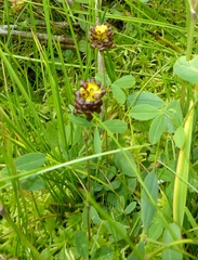 Trifolium spadiceum