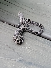 Pantherophis alleghaniensis