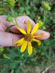 Helianthus