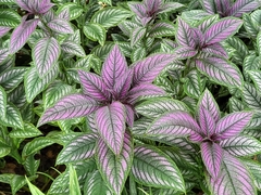 Strobilanthes auriculata