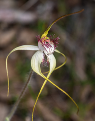 Caladenia longicauda